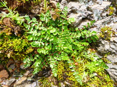 Hypseocharis bilobata