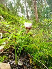 Nothoscordum andicola