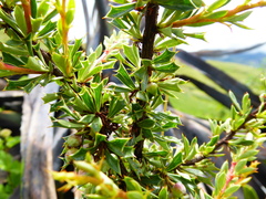 Berberis humbertiana