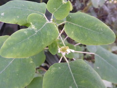 Colignonia biumbellata