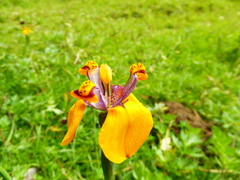 Hesperoxiphion pardalis