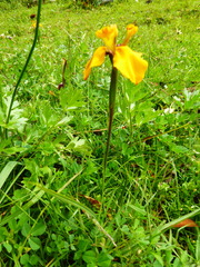 Hesperoxiphion pardalis