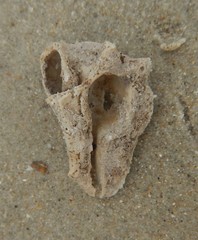 Pterochelus triformis