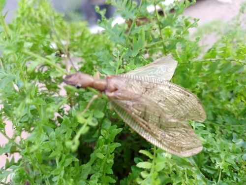 Corydalus affinis photo 3