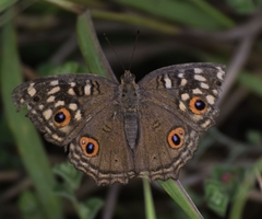 Junonia lemonias