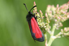 Zygaena minos