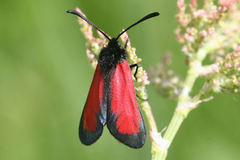 Zygaena minos