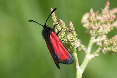 Zygaena minos