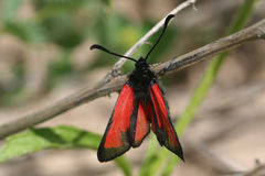 Zygaena minos