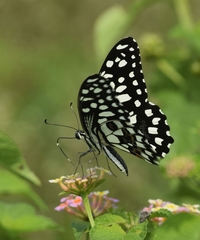 Papilio demoleus