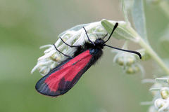 Zygaena minos