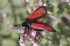 Zygaena minos