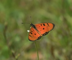 Acraea terpsicore