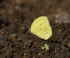 Eurema hecabe