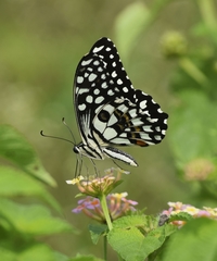 Papilio demoleus