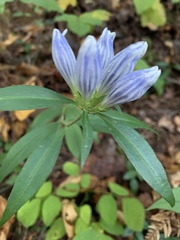 Gentiana decora