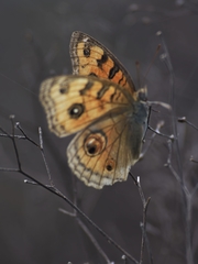 Junonia almana