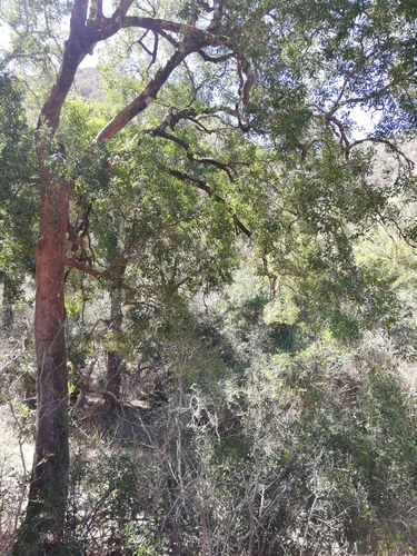 Image of Olea woodiana by (c) Christiaan Viljoen, some rights reserved (CC BY)