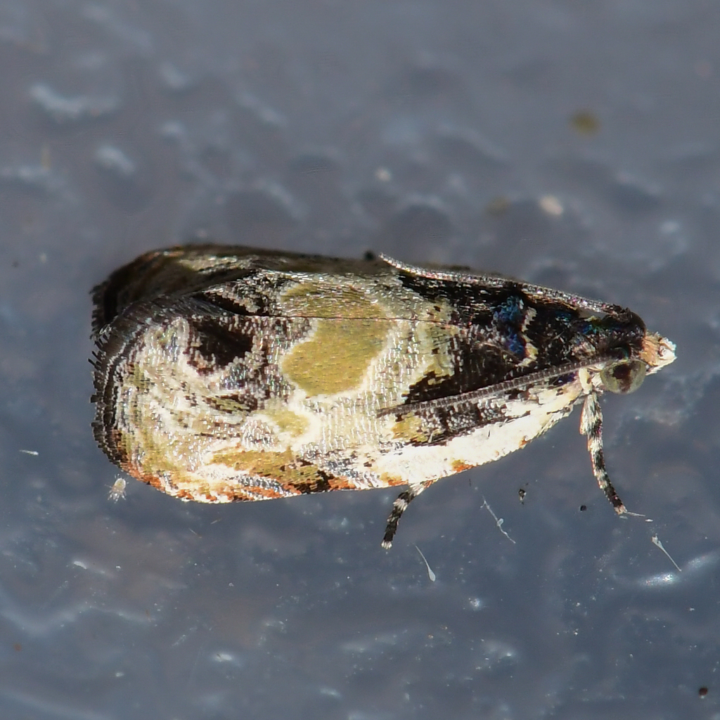 Putty-patched Moth