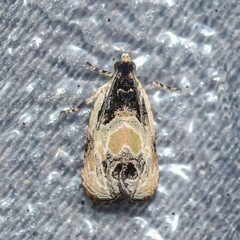 Olethreutes griseoalbana