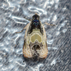 Olethreutes griseoalbana