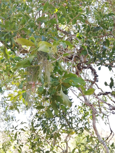 Image of Olea woodiana by (c) Christiaan Viljoen, some rights reserved (CC BY)