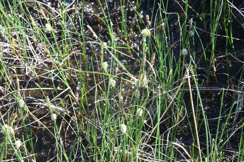 Carex rotundata iNat (3)