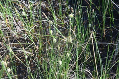 Carex rotundata