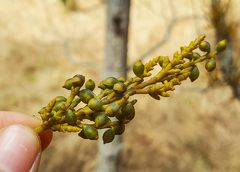 Arceuthobium campylopodum