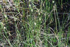 Carex rotundata