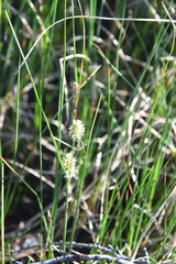 Carex rotundata