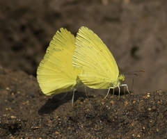 Eurema hecabe