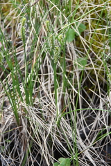 Carex rotundata