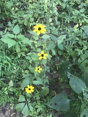 Rudbeckia