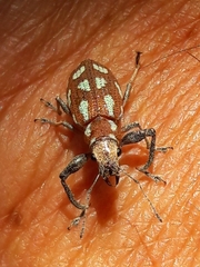Naupactus bellus