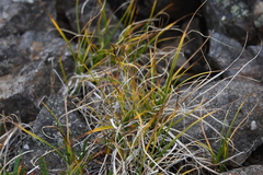 Carex rupestris