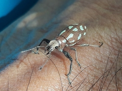 Naupactus bellus