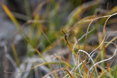 Carex rupestris