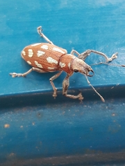 Naupactus bellus