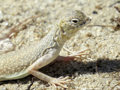 Callisaurus draconoides rhodostictus