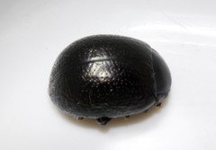 Chrysolina vernalis