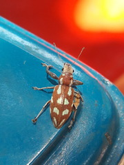 Naupactus bellus