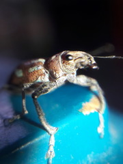 Naupactus bellus
