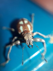 Naupactus bellus