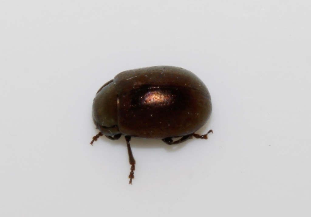 Sulcicollis