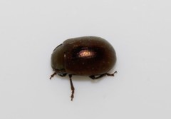 Chrysolina chalcites