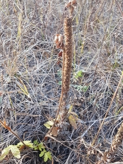 Orostachys malacophylla