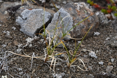Carex rupestris