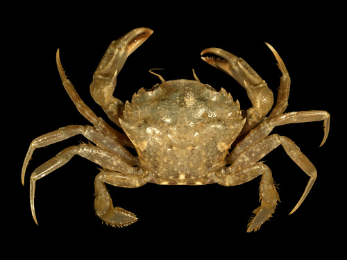 Arch-fronted Swimming Crab, photo 2 of 10