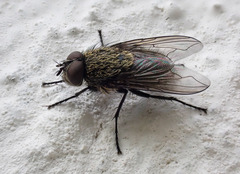 Pollenia rudis